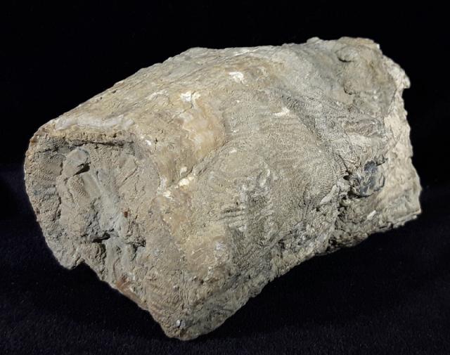 Hippurites (Vaccinites) cf. gosaviensis DOUVILLE 1891 - Bild © FossNet FossilienStore